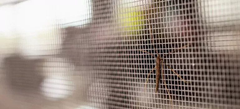 Repair Mosquito Mesh For Windows in South Bradenton, FL